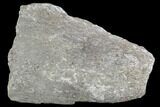 Rough, Agatized Dinosaur Bone ( Ounces) - Colorado #108443-1